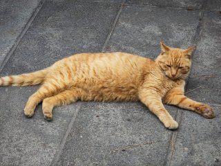 /photos/9869/ae38d748-91b8-dff9-24d4-80c44ca6b4f9_i320x240.jpg